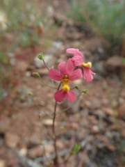 Nemesia pageae