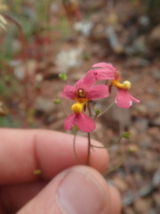 Nemesia pageae