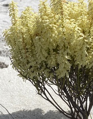 Oligarrhena micrantha