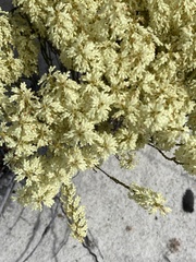 Oligarrhena micrantha