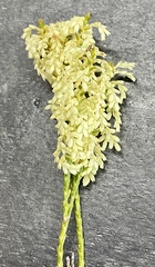 Oligarrhena micrantha