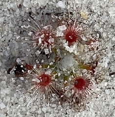 Drosera trichocaulis