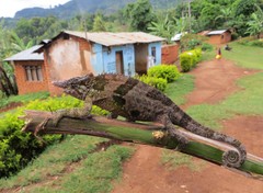 Kinyongia multituberculata