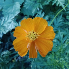 Cosmos sulphureus