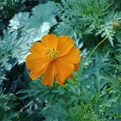 Cosmos sulphureus