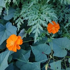 Cosmos sulphureus