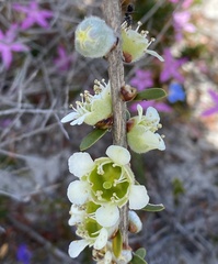 Leptospermum spinescens
