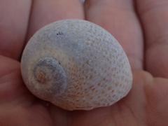 Naticarius stercusmuscarum