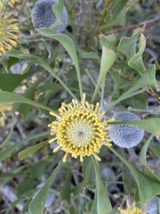 Isopogon trilobus