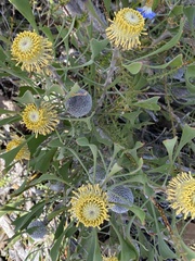 Isopogon trilobus