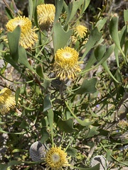 Isopogon trilobus
