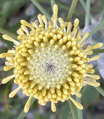 Isopogon trilobus