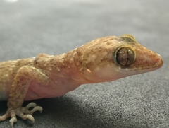 Cyrtodactylus marmoratus