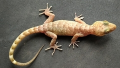 Cyrtodactylus marmoratus