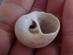 Naticarius stercusmuscarum