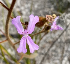 Stylidium pilosum