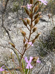 Stylidium pilosum