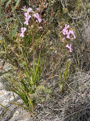 Stylidium pilosum