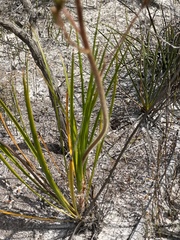 Stylidium pilosum