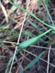 Wahlenbergia multicaulis