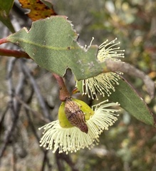 Eucalyptus angulosa