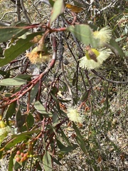 Eucalyptus angulosa
