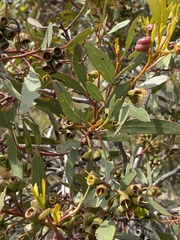 Eucalyptus angulosa