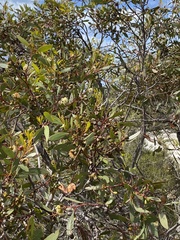 Eucalyptus angulosa
