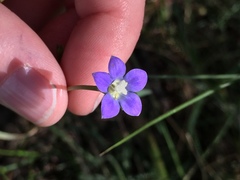 Wahlenbergia multicaulis