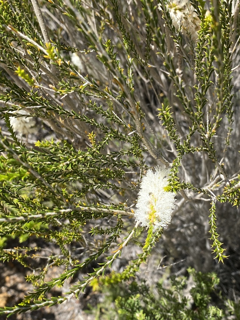 Bracelet Honey-myrtle from Fitzgerald River National Park, Hopetoun, WA ...