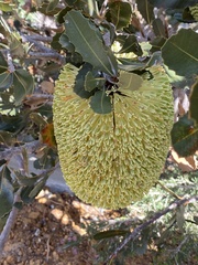 Banksia lemanniana