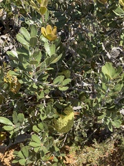 Banksia lemanniana