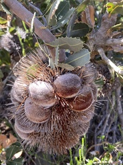 Banksia lemanniana