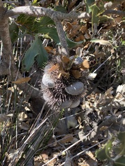 Banksia lemanniana