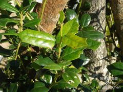 Ilex bioritsensis
