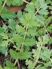Erodium moschatum