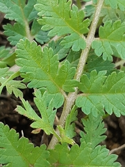 Erodium moschatum