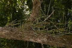 Dendrobium schoeninum