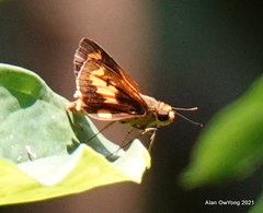 Oriens paragola