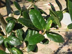 Ilex bioritsensis