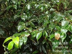 Ilex hayataiana