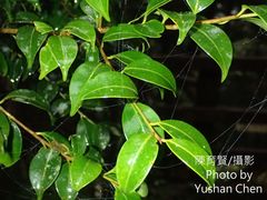Ilex hayataiana