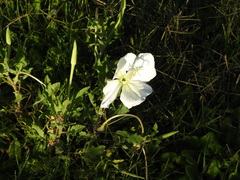 Oenothera centaurifolia