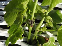 Pterotaenia fasciata
