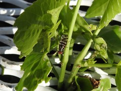 Pterotaenia fasciata