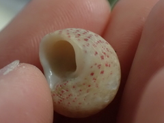 Steromphala divaricata