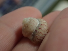 Steromphala divaricata