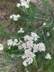 Cassinia aculeata aculeata