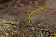 Dendrobium schoeninum