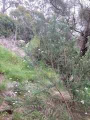 Cassinia aculeata aculeata